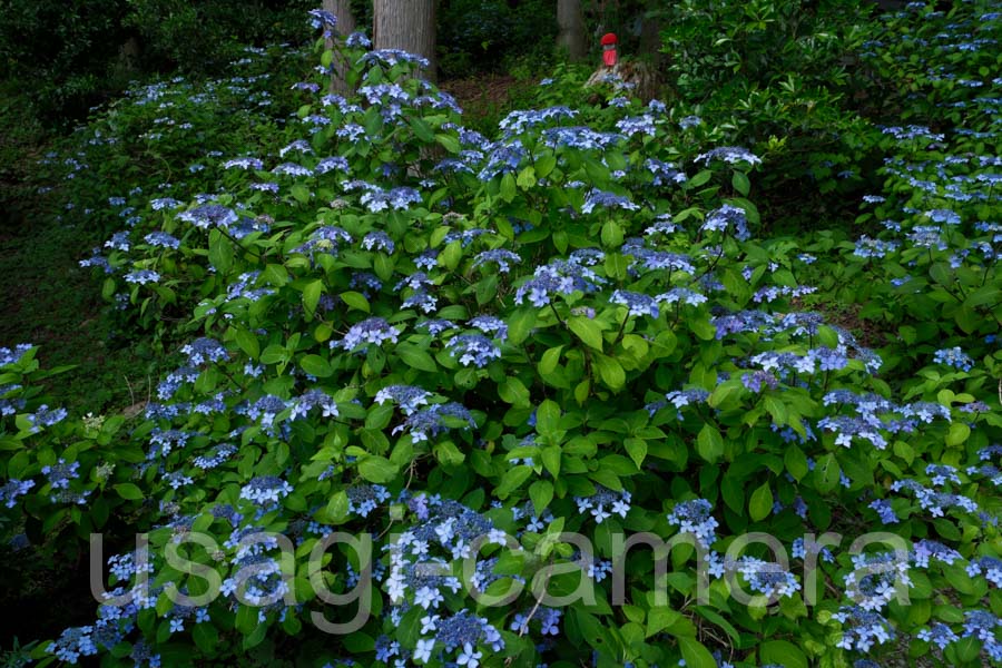 紫陽花（天台寺）