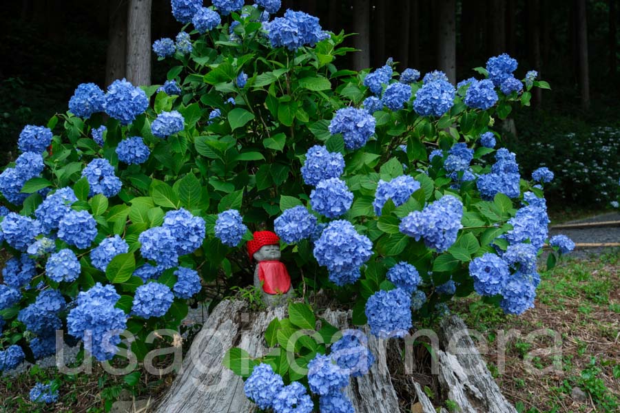 紫陽花とお地蔵様（天台寺）