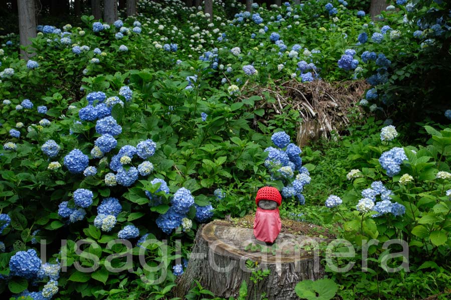 紫陽花とお地蔵様（天台寺）