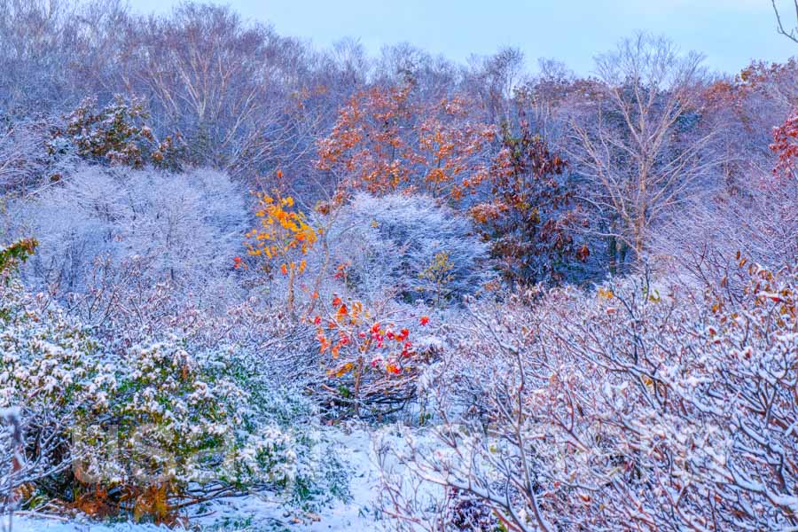 雪と紅葉（中のまきば）