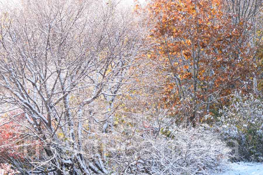 雪と紅葉（中のまきば）