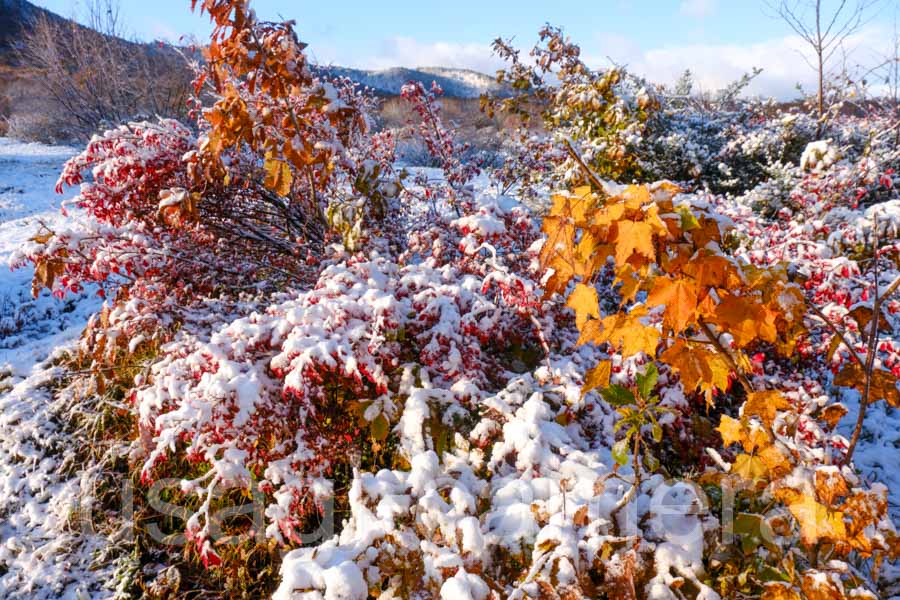 雪と紅葉（中のまきば）