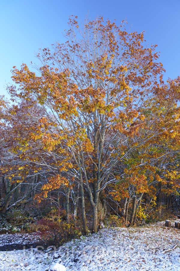 雪と紅葉（中のまきば）