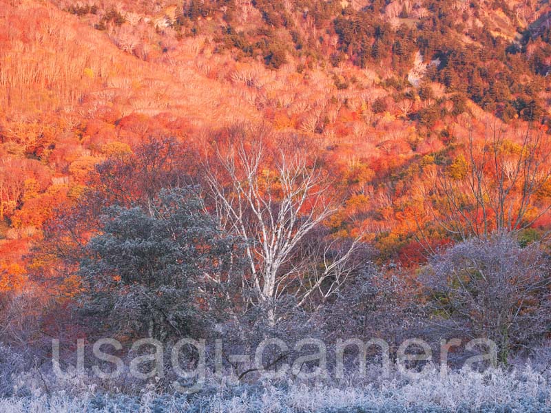 霜と紅葉（穂在所湿原）