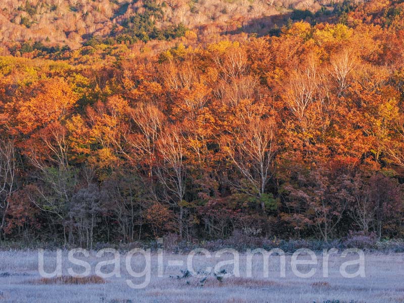 霜と紅葉（穂在所湿原）