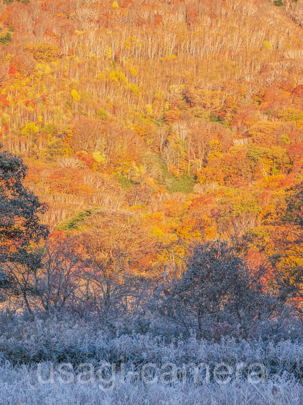 霜と紅葉（穂在所湿原）