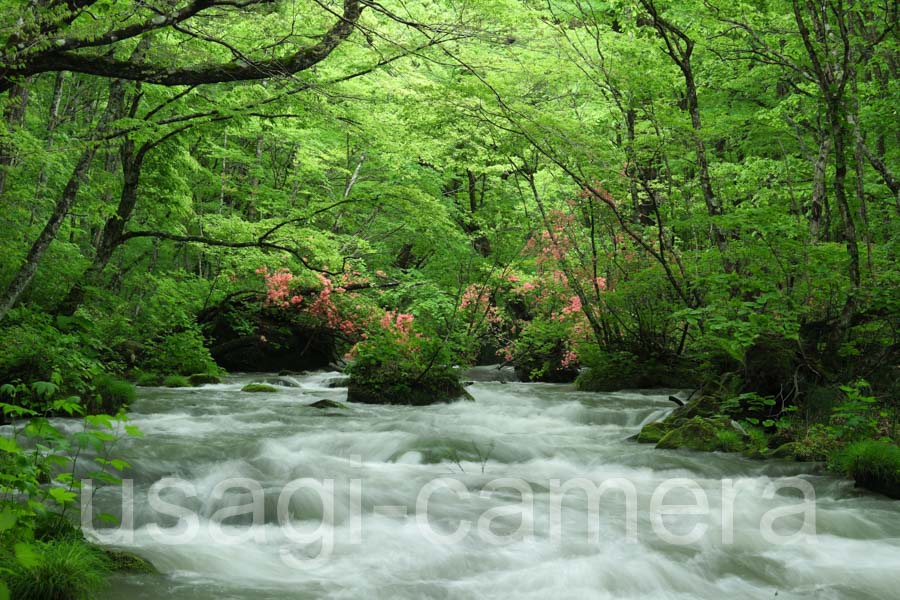ヤマツツジ咲く奥入瀬渓流(三乱の流れ)